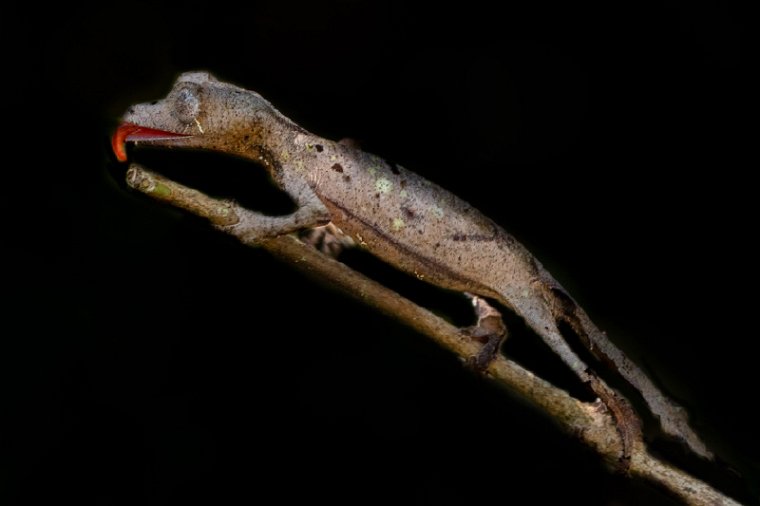 065 Ranomafana NP, grote bladstaart gekko.jpg